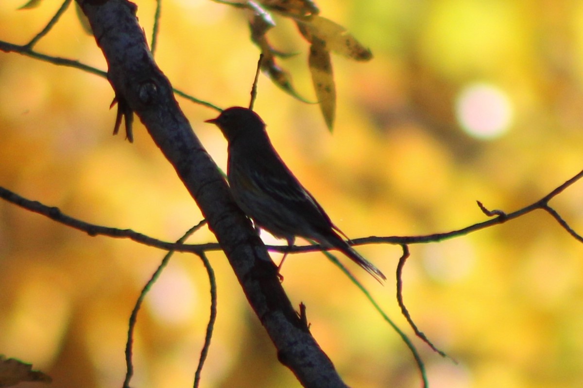 Yellow-rumped Warbler (Myrtle) - ML617643121