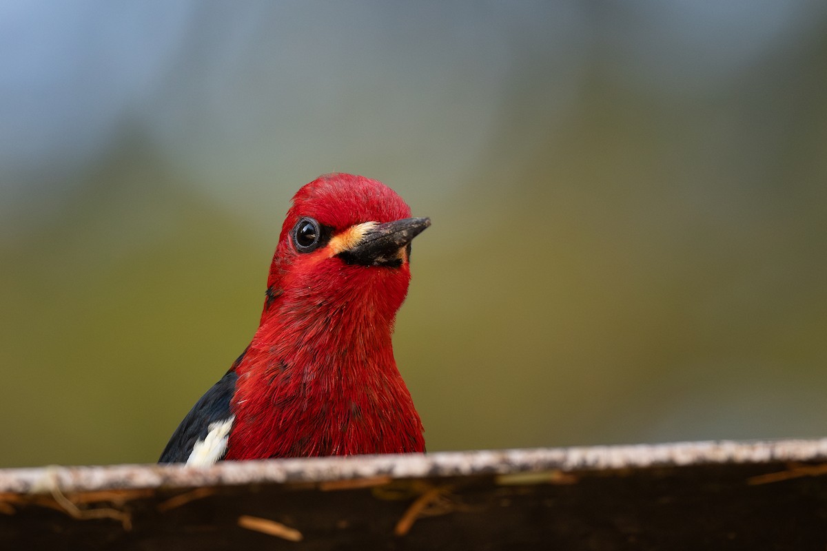 Red-breasted Sapsucker - Steve Heinl