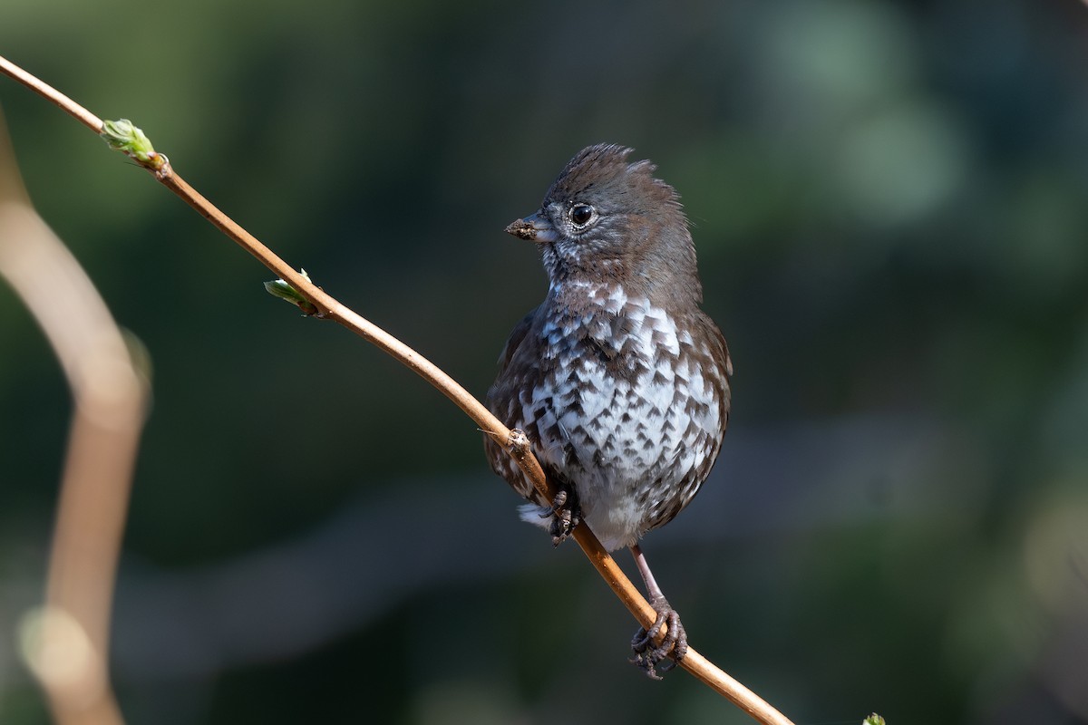 Fox Sparrow - Steve Heinl