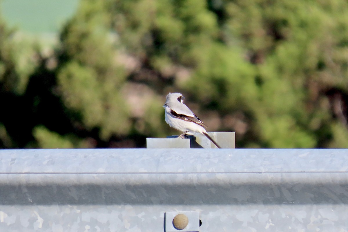 Loggerhead Shrike - ML617643177