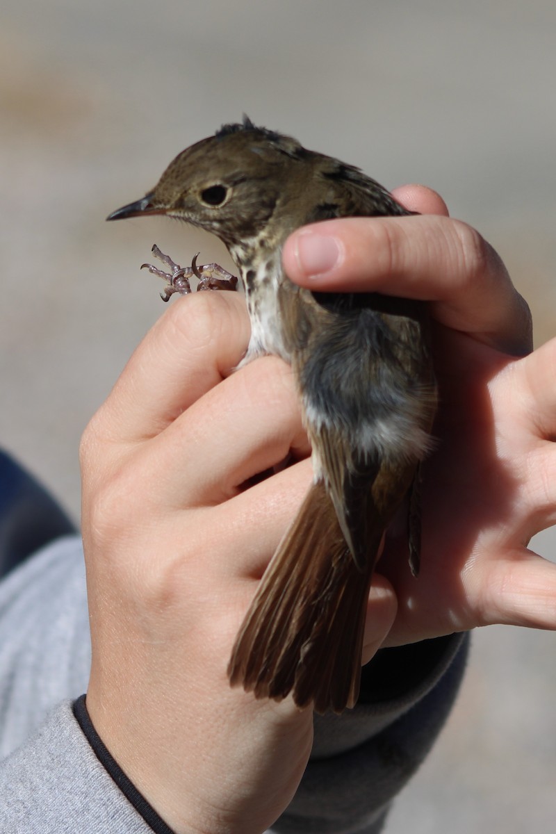 Hermit Thrush (guttatus Group) - ML617643179