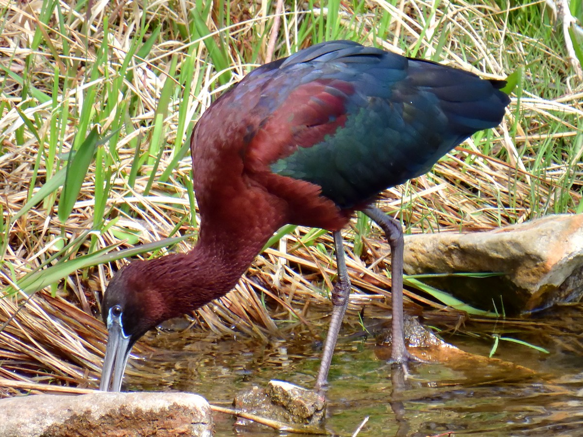 ibis hnědý - ML617643221