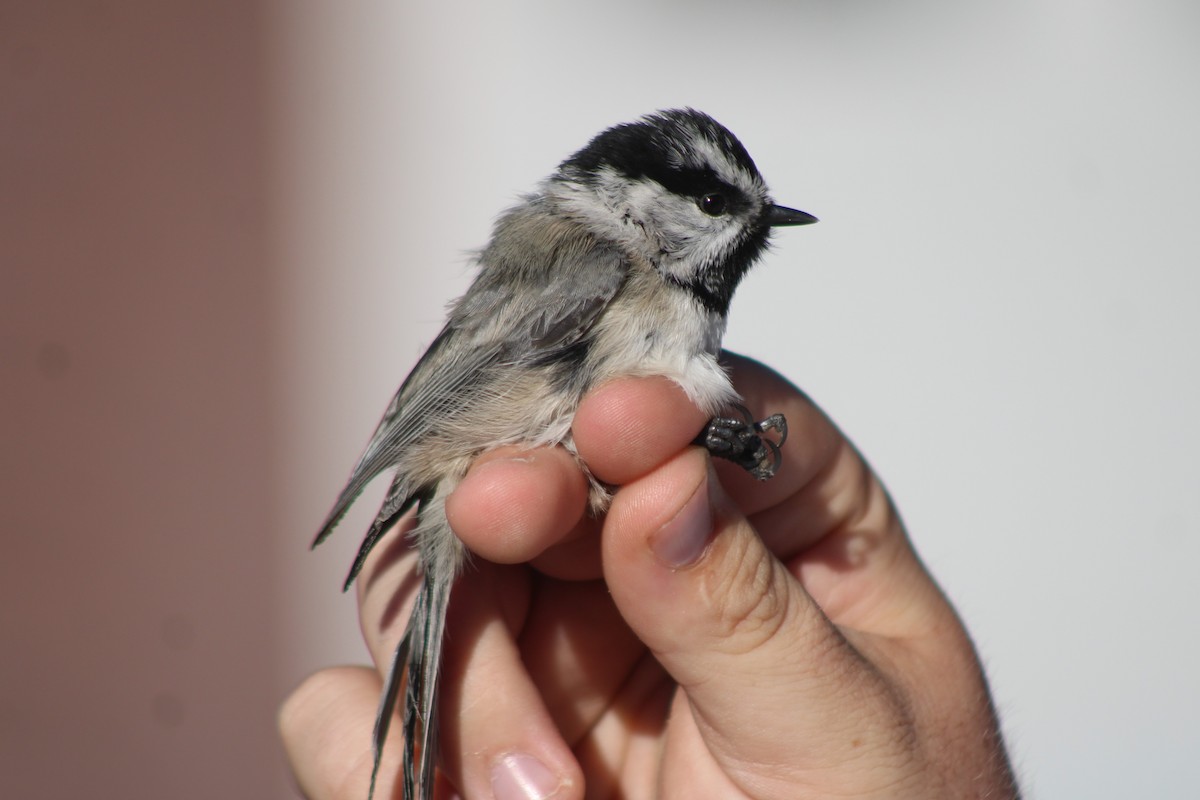 Mountain Chickadee - ML617643222