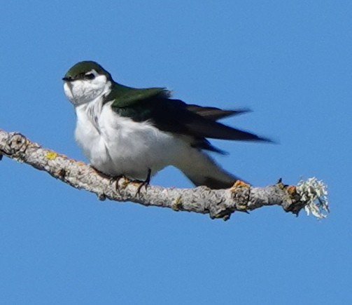 Violet-green Swallow - John Fields