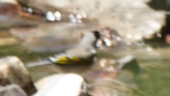 gråstillits - ML617643236