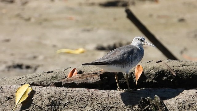 Grauschwanz-Wasserläufer - ML617643249