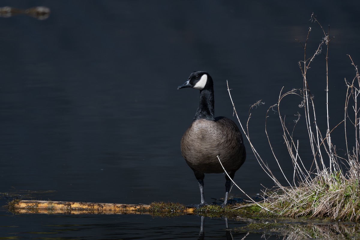 Kanadako branta (occidentalis/fulva) - ML617643250