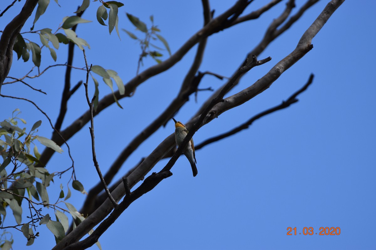 Rainbow Bee-eater - ML617643308