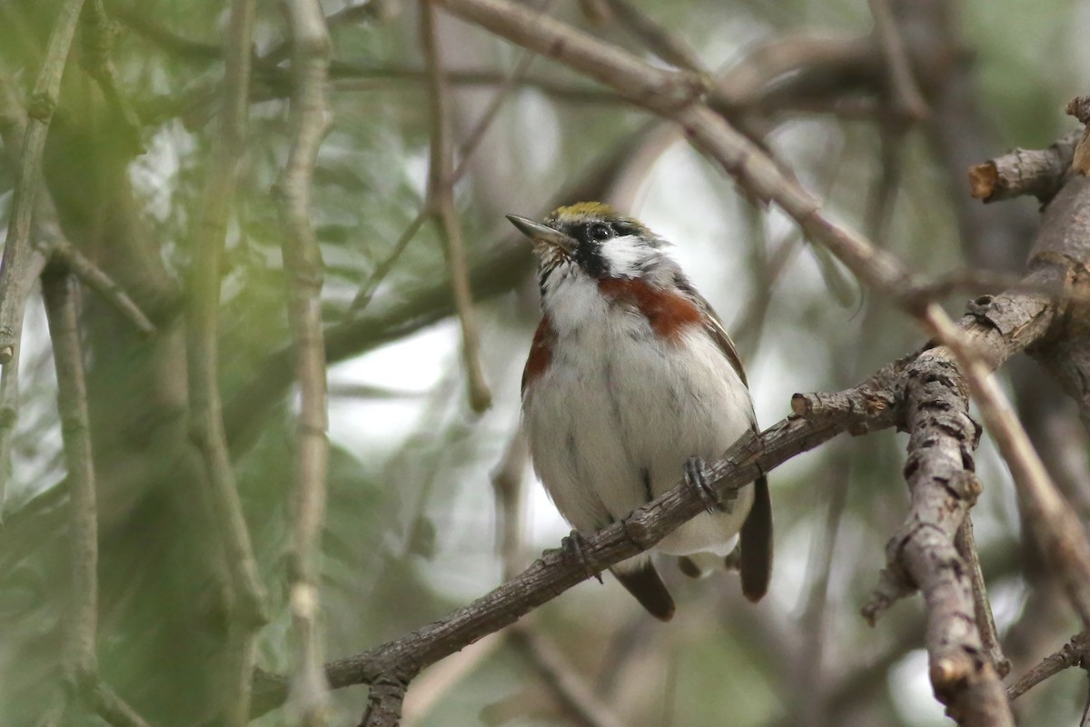 Chestnut-sided Warbler - ML617643316