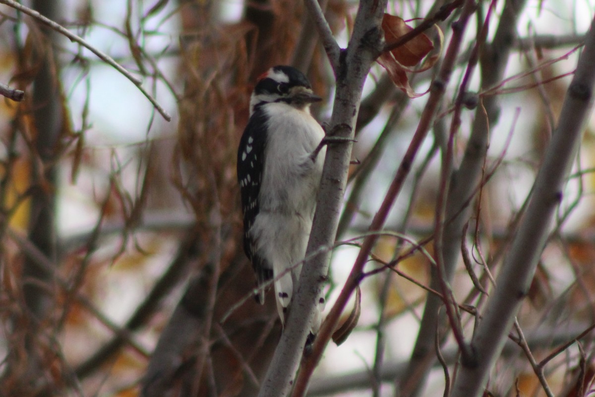 Downy Woodpecker (Rocky Mts.) - Sean Cozart