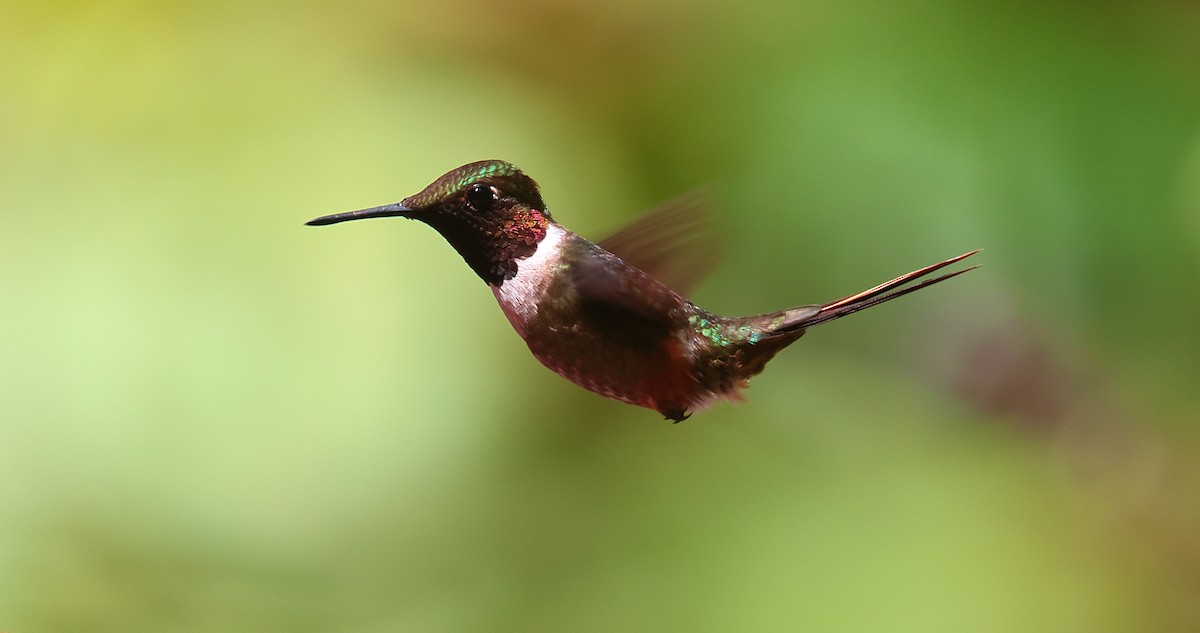 Magenta-throated Woodstar - Gál Szabolcs