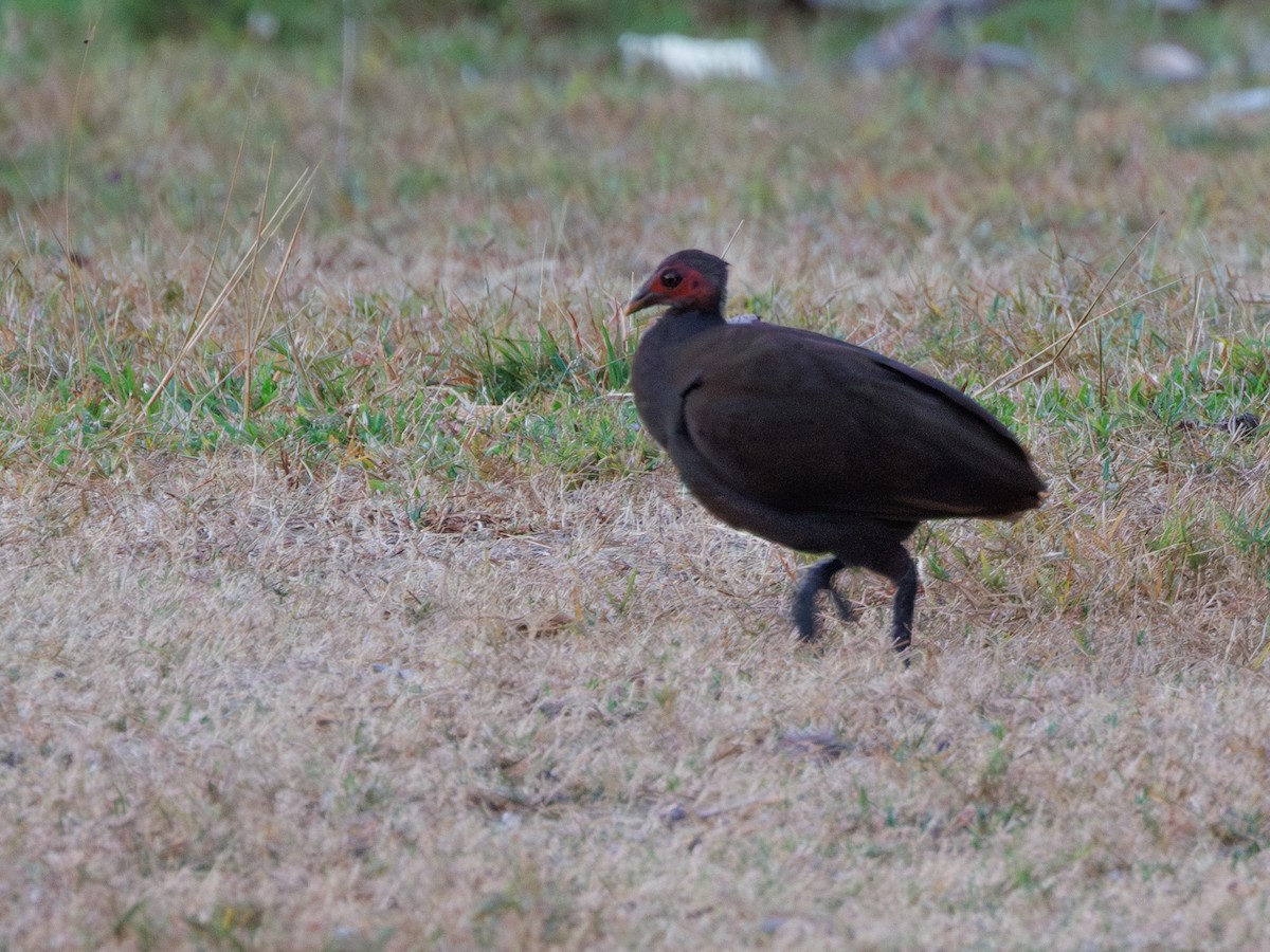 Philippinen-Großfußhuhn - ML617643502