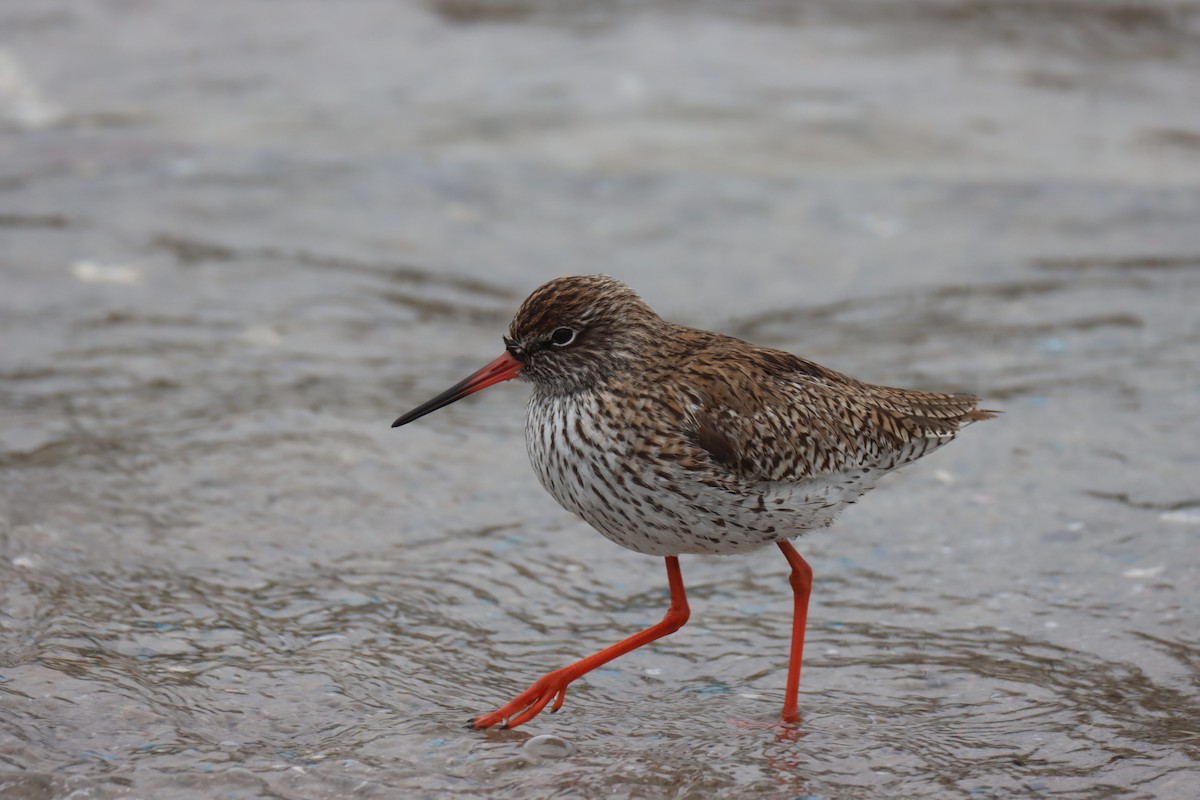 Common Redshank - ML617643506