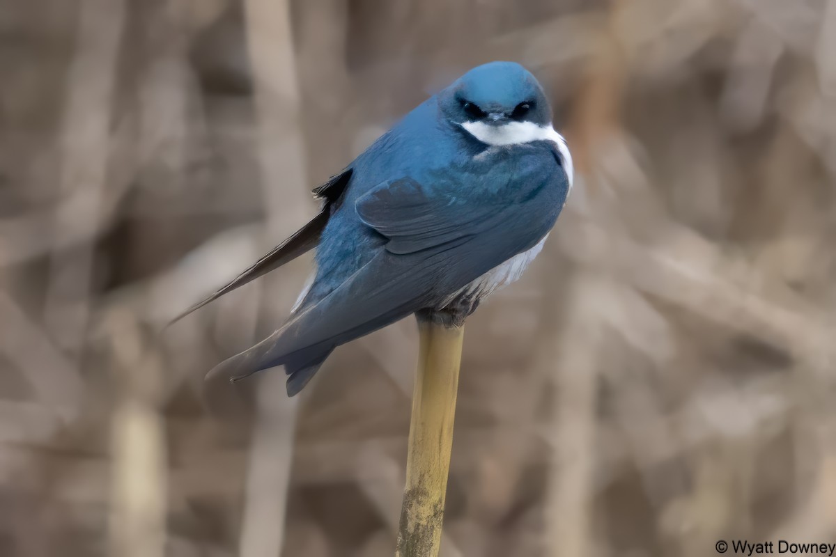 Golondrina Bicolor - ML617643528