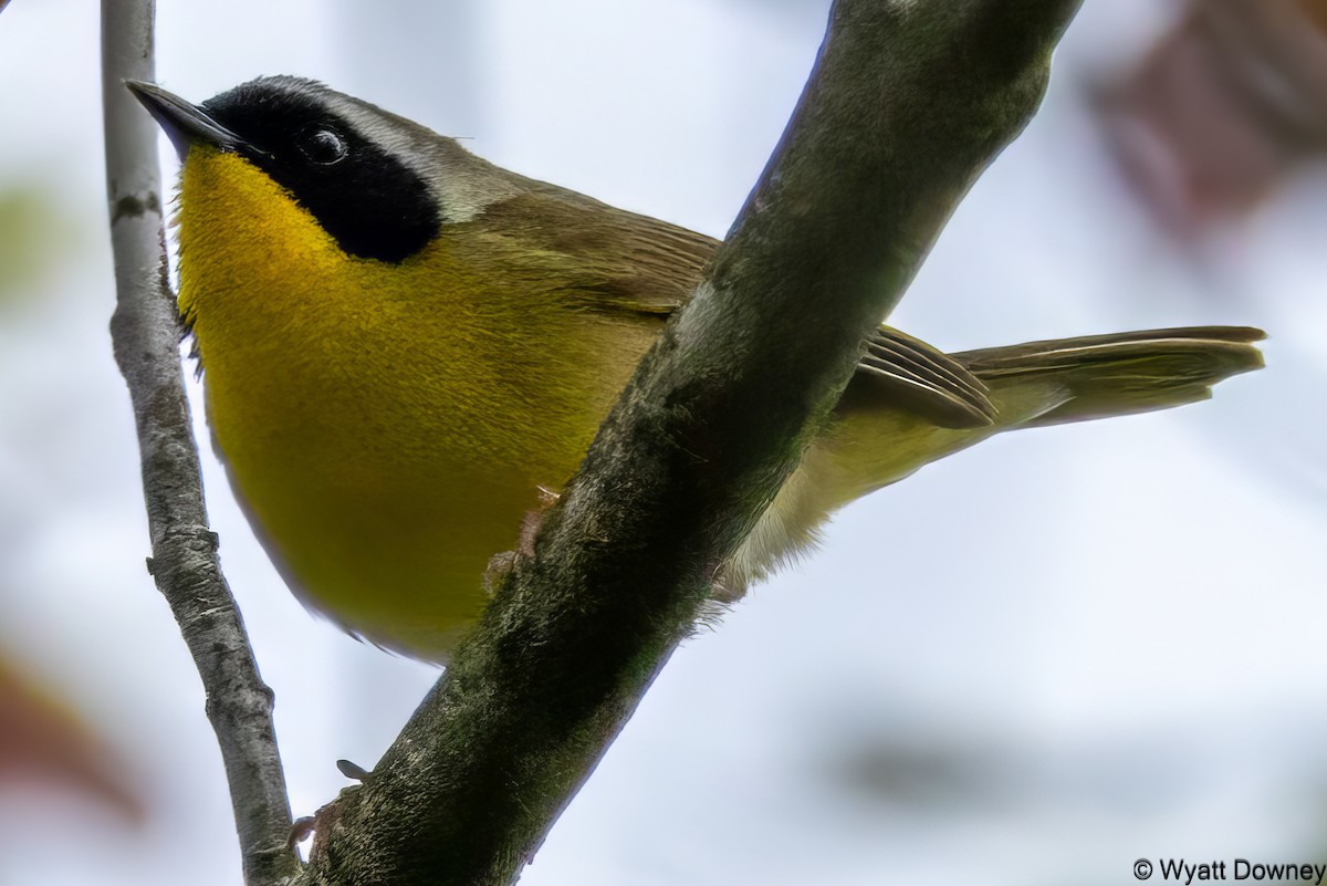 Common Yellowthroat - Wyatt Downey