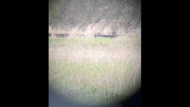 Loggerhead Shrike - ML617643561