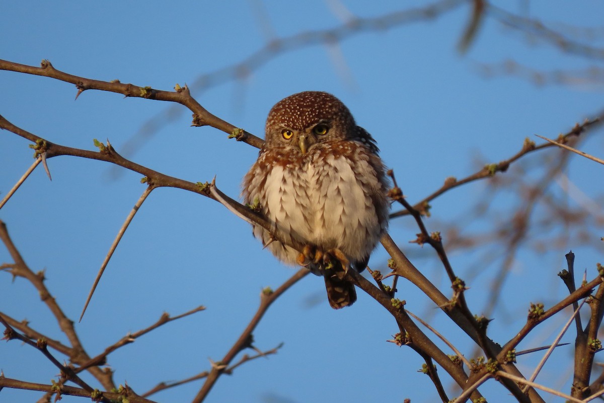 Pearl-spotted Owlet - Shane Dollman