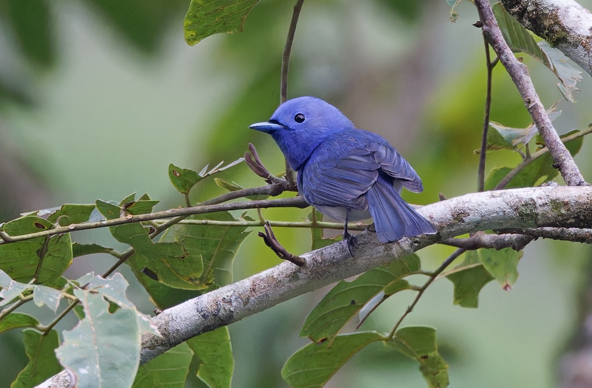 Black-naped Monarch - ML617643649