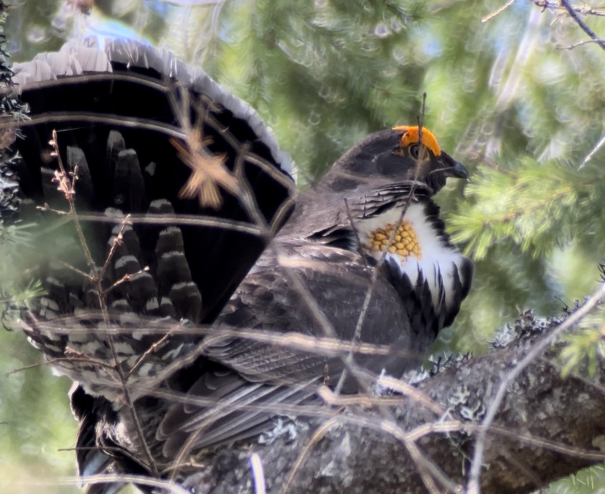 Sooty Grouse - Jeff Bouton