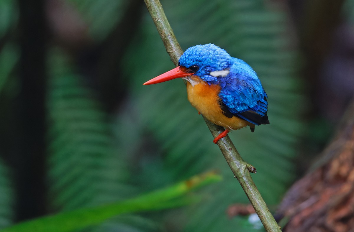 Dimorphic Dwarf-Kingfisher - Robert Hutchinson