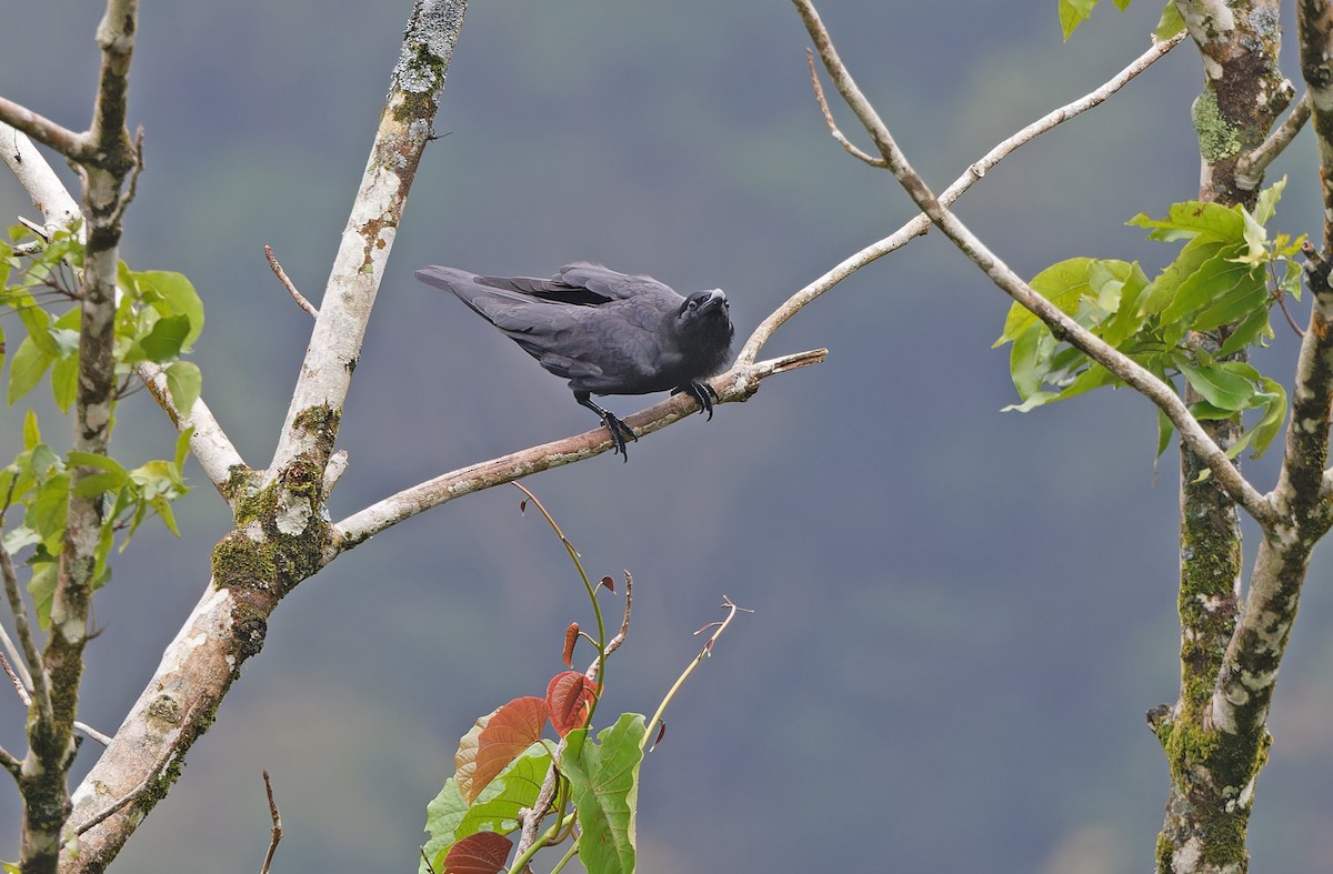 Large-billed Crow - ML617643658