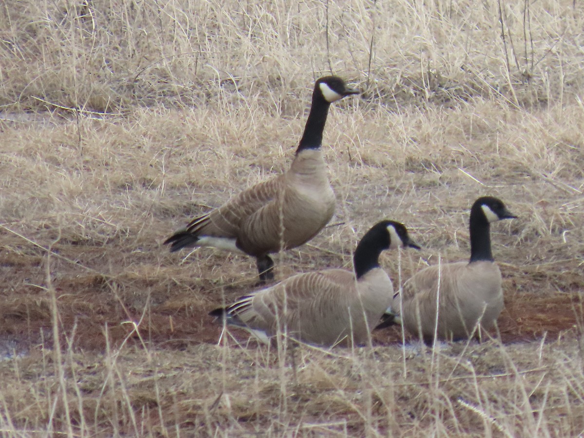 Cackling Goose (Taverner's) - ML617643660