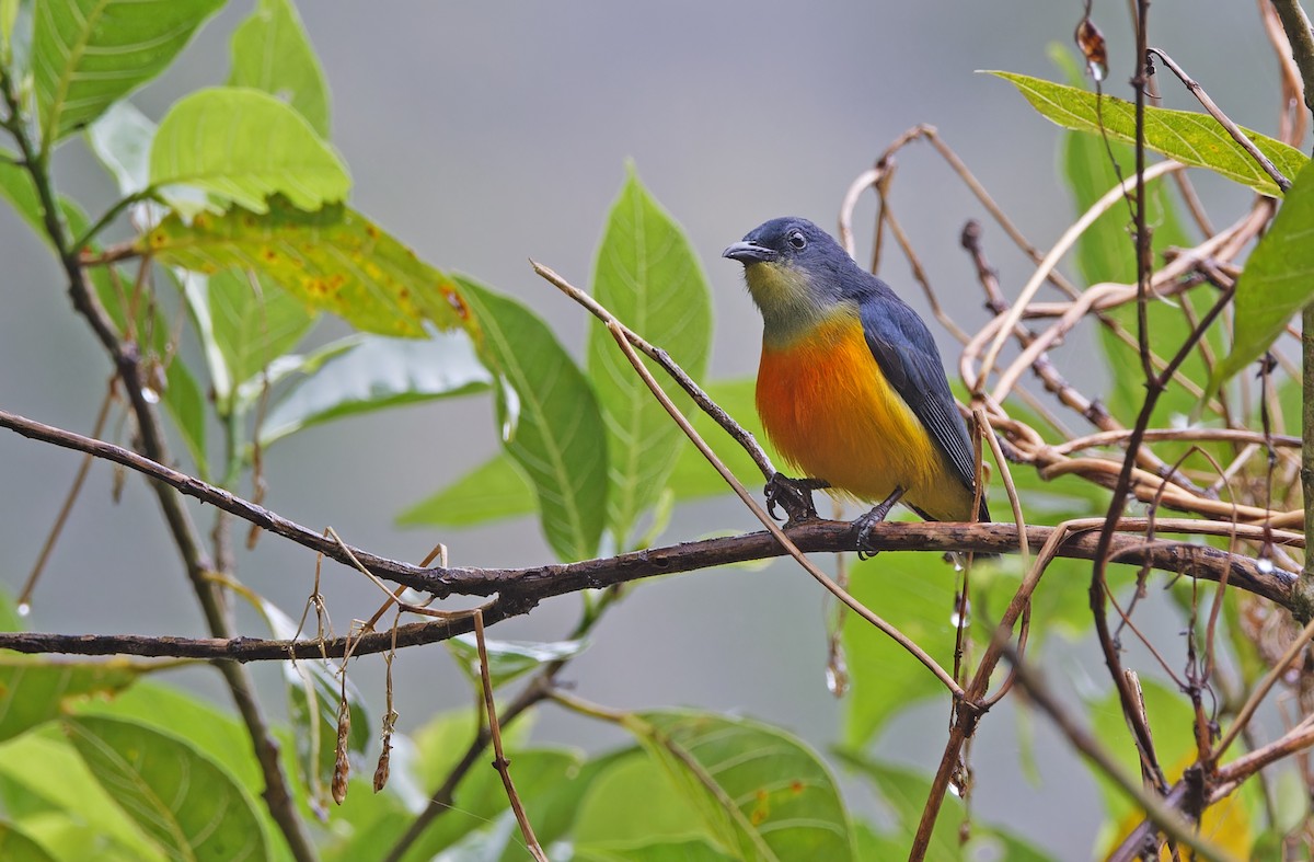 Orange-bellied Flowerpecker - ML617643671