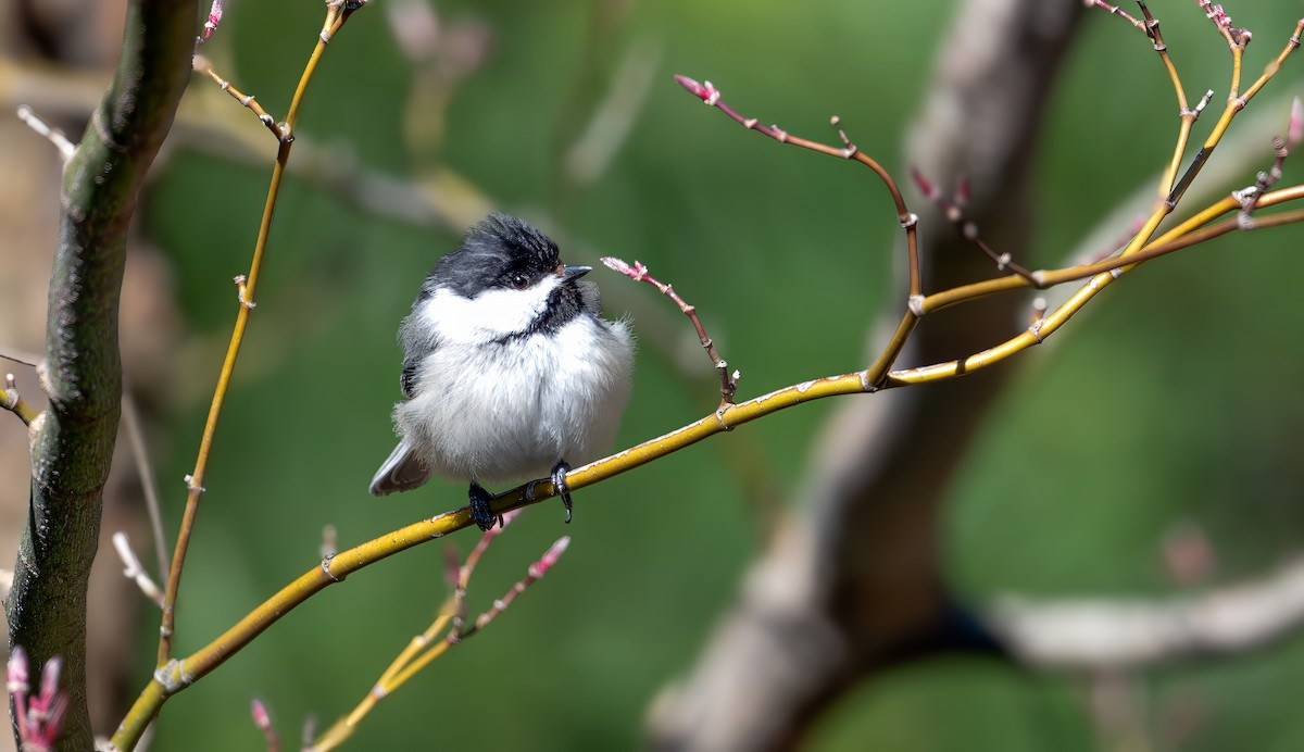 Black-capped Chickadee - ML617643684