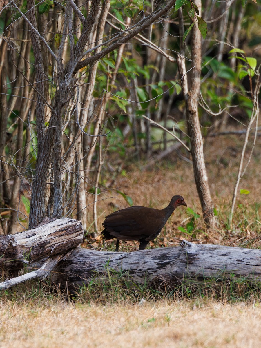 Philippinen-Großfußhuhn - ML617643691