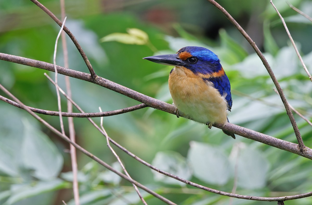 Rufous-lored Kingfisher - ML617643705