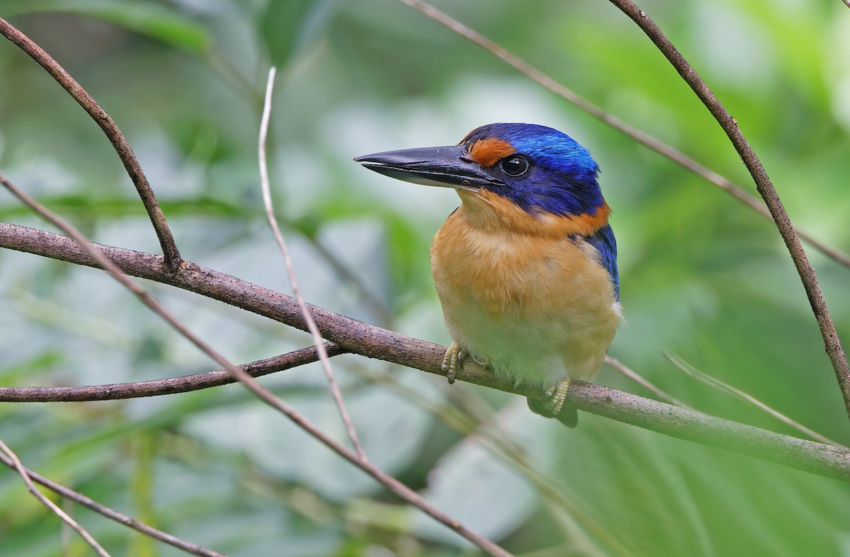 Rufous-lored Kingfisher - ML617643710