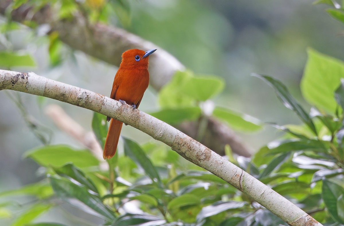 Rufous Paradise-Flycatcher - ML617643722