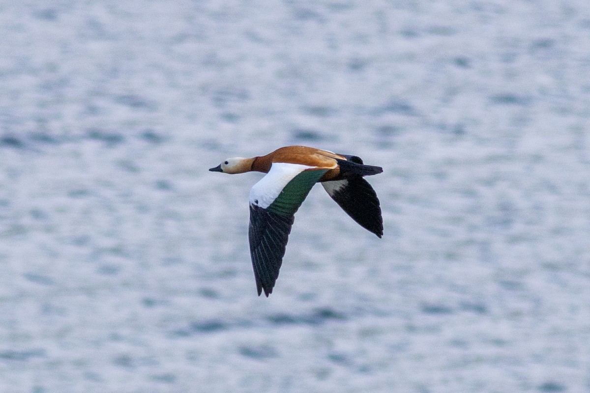 Ruddy Shelduck - ML617643730