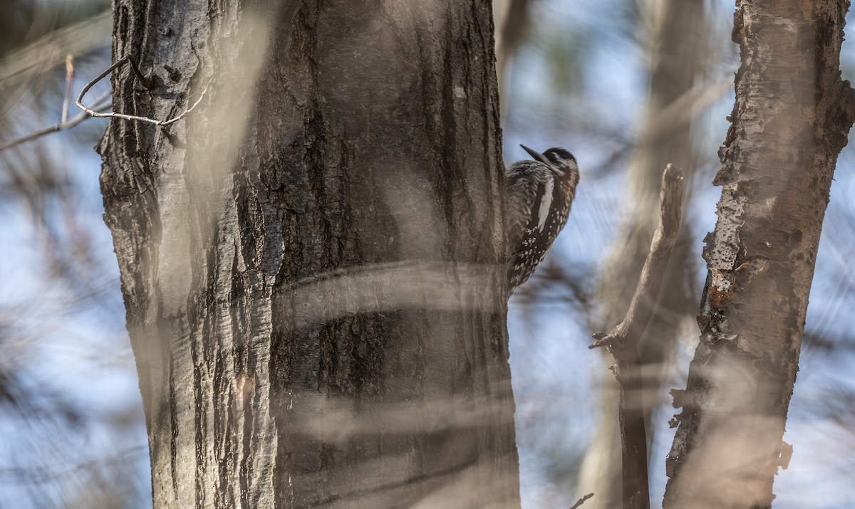 נקר צהוב-בטן - ML617643750