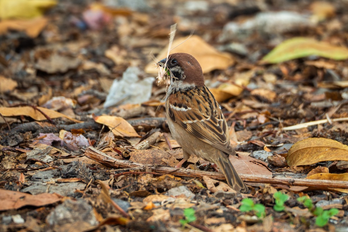 Eurasian Tree Sparrow - ML617643800