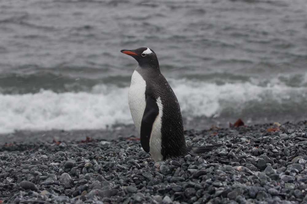 Gentoo Penguin - ML617643828