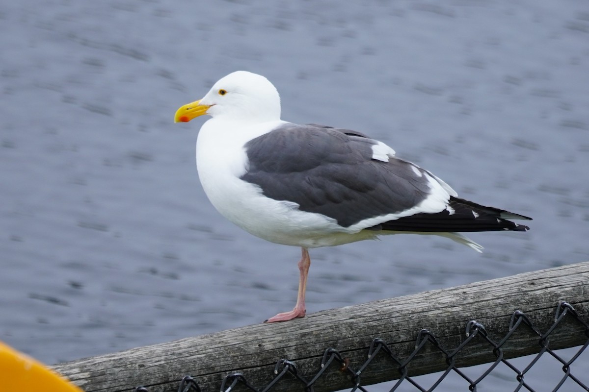 Gaviota Occidental - ML617643834