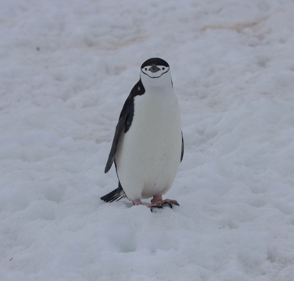 Пінгвін антарктичний - ML617643837