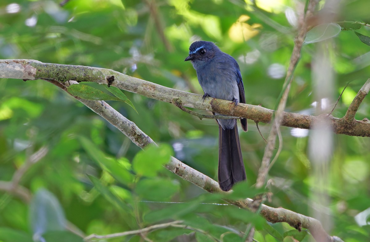 Mindanao Blue-Fantail - ML617643854