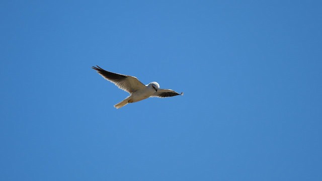 Black-shouldered Kite - ML617643894