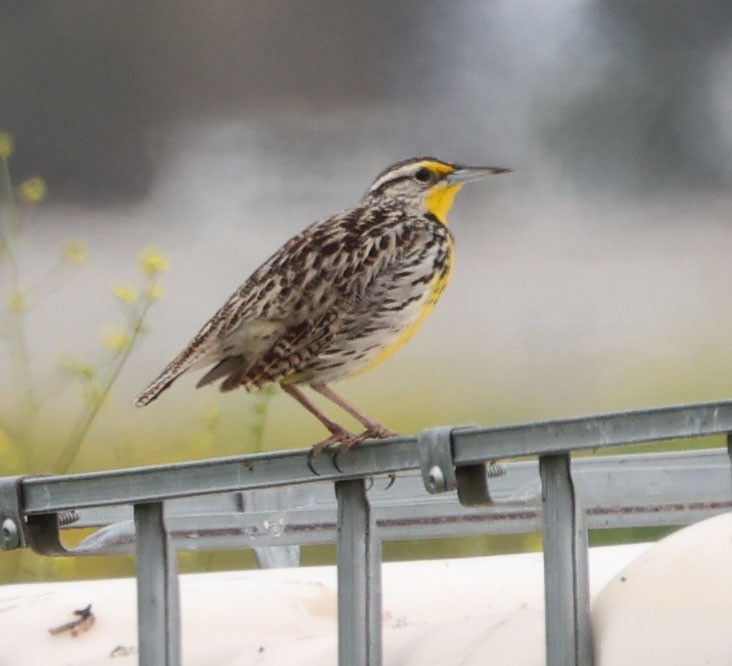 Western Meadowlark - ML617643904