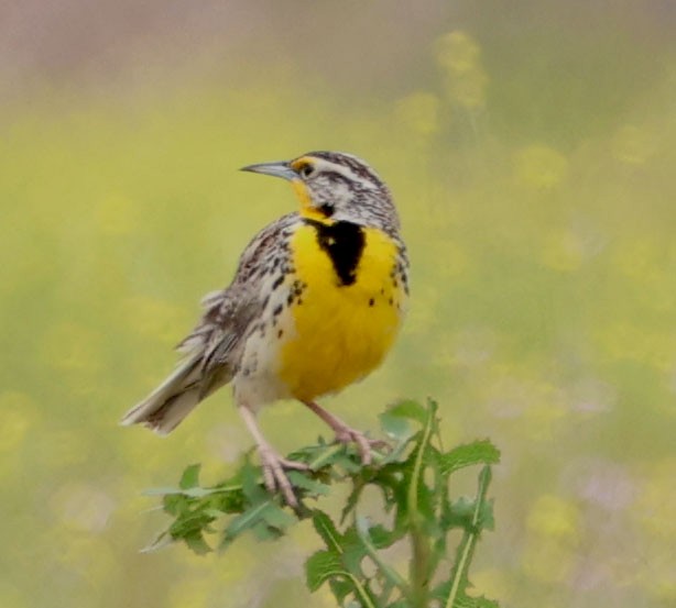 Western Meadowlark - ML617643905