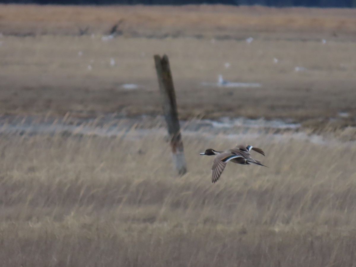 Northern Pintail - ML617643914