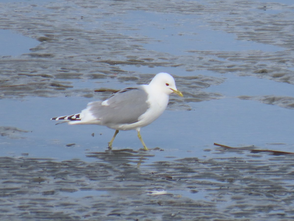 Short-billed Gull - ML617643931