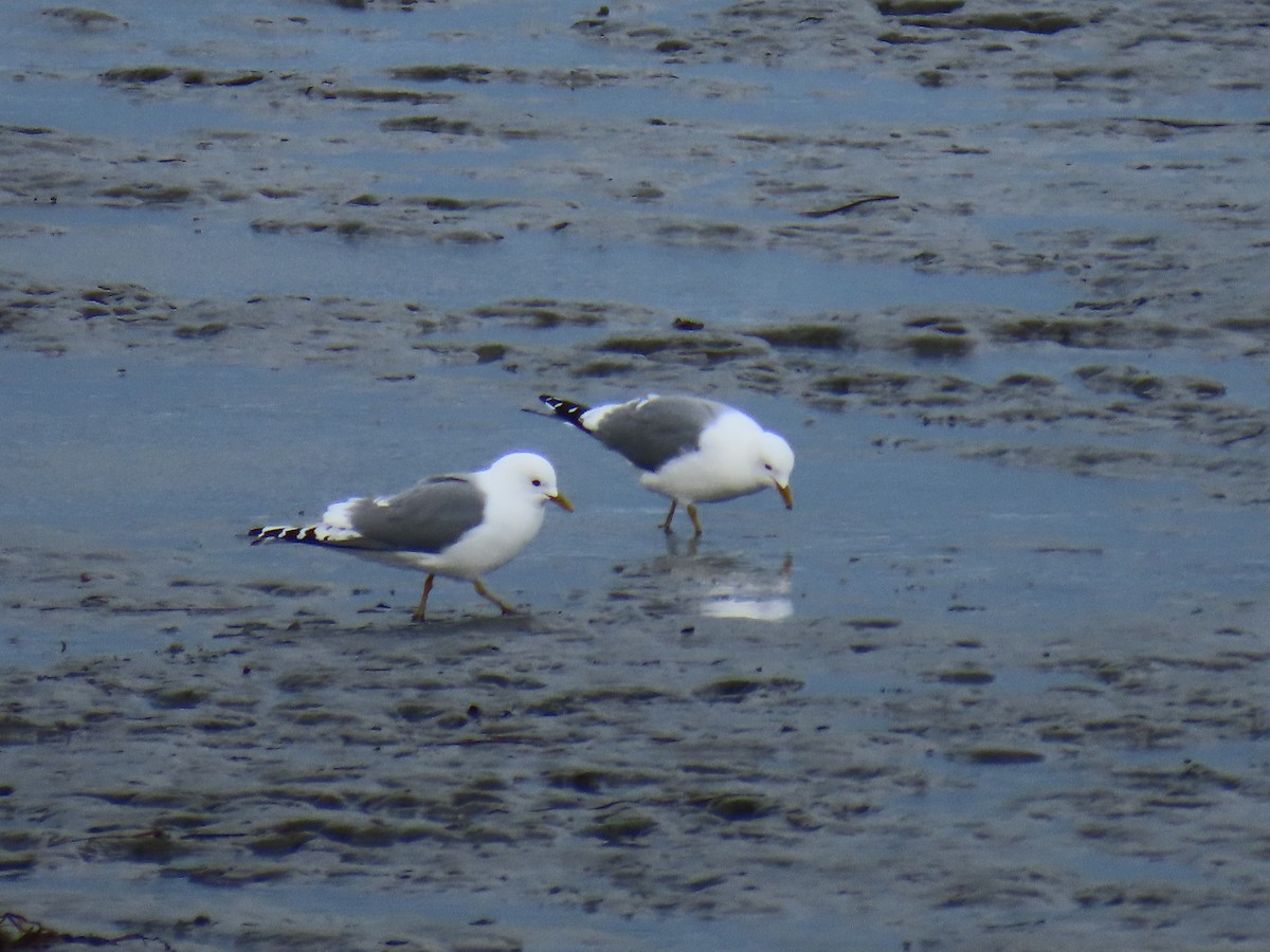 Short-billed Gull - Laura Burke