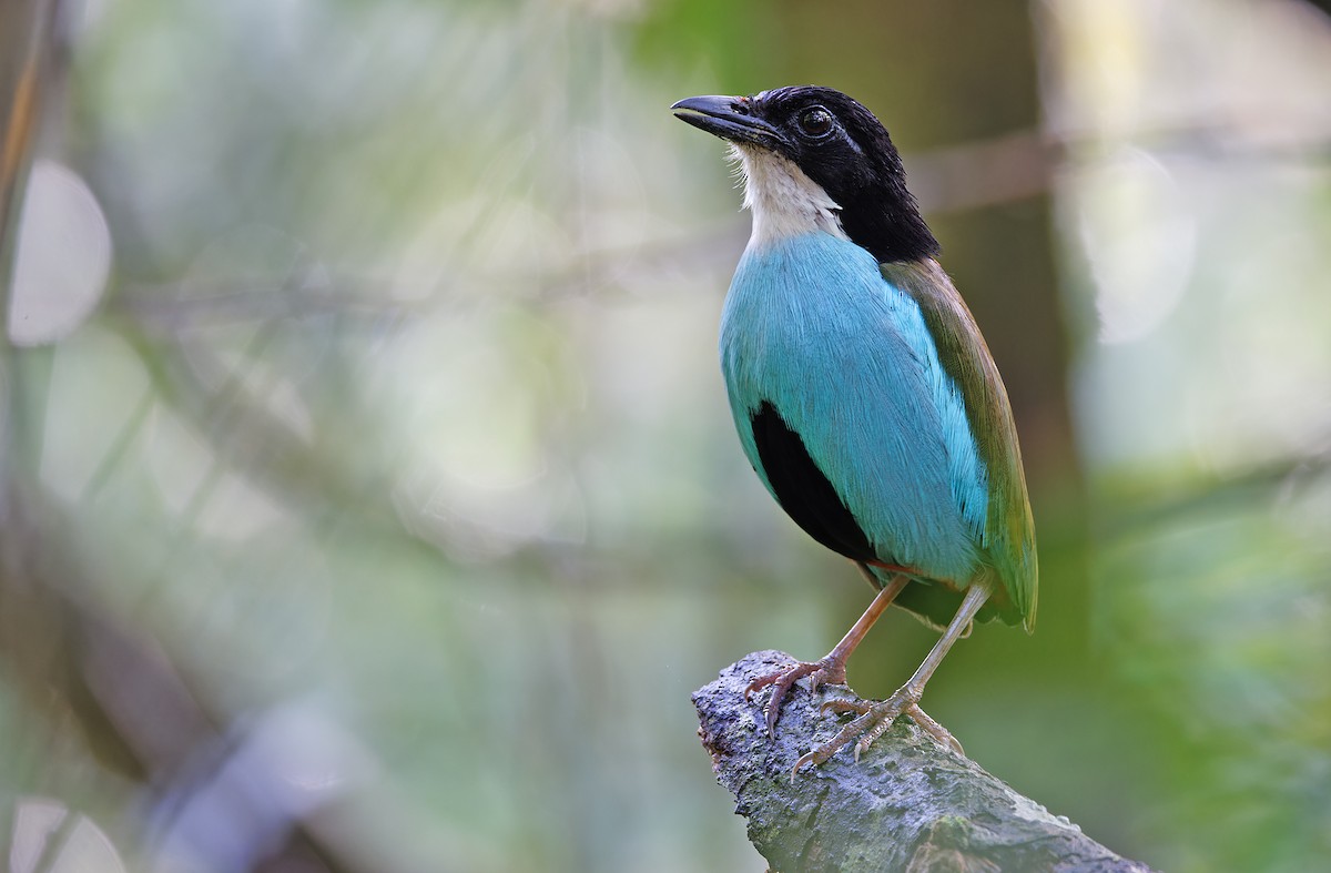 Azure-breasted Pitta - ML617643943