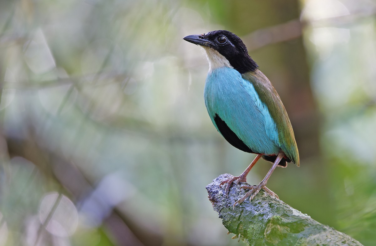 Azure-breasted Pitta - ML617643947