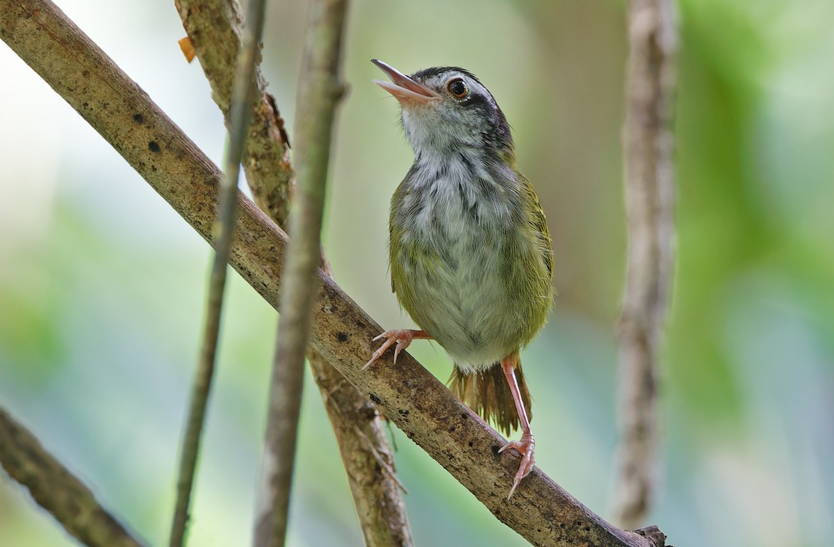 Schwarzkopf-Schneidervogel - ML617643956