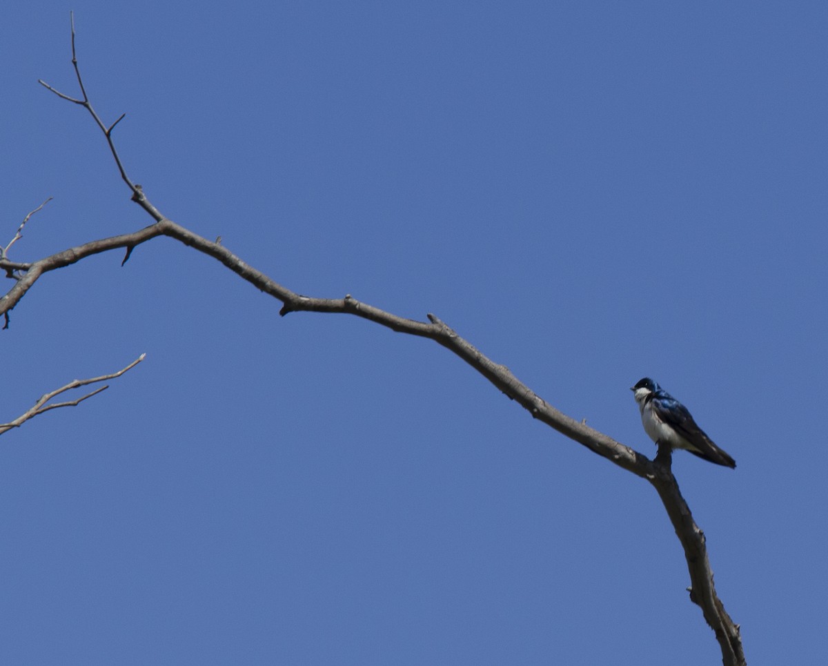 Tree Swallow - ML617643973