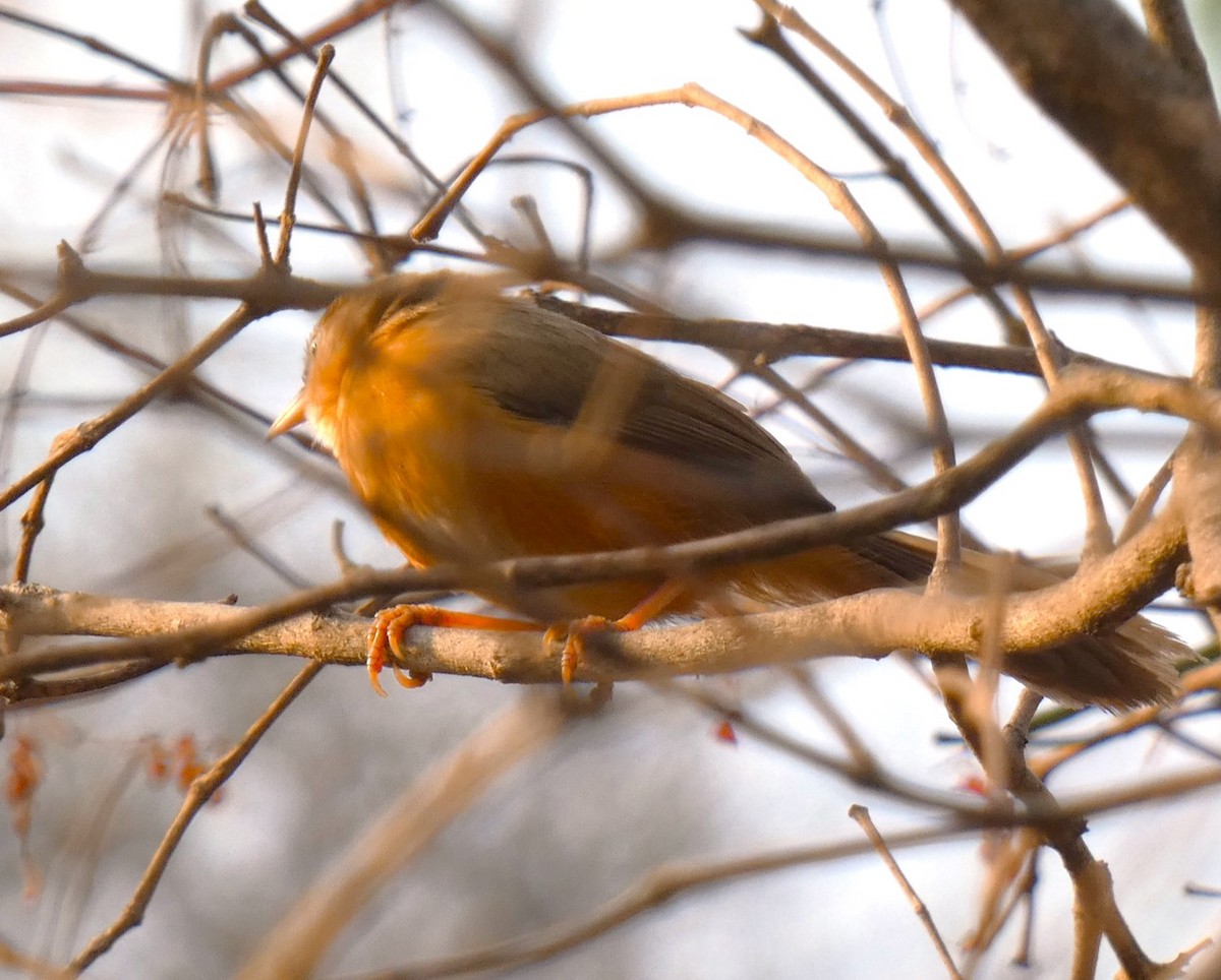Tawny-bellied Babbler - ML617644033
